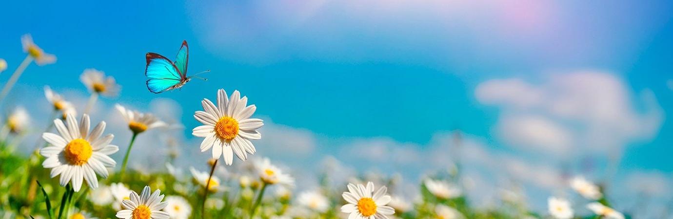 field of daisies